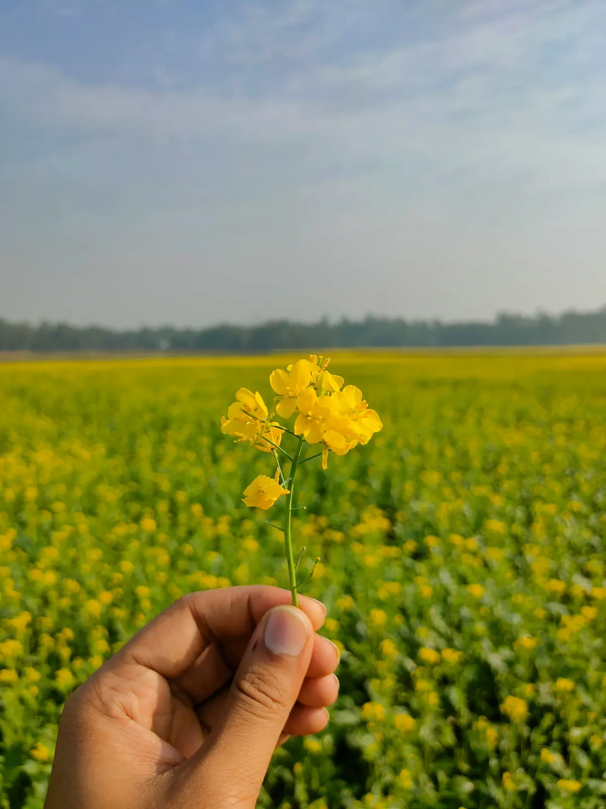 wood pressed oils – Yellow Mustard Oil